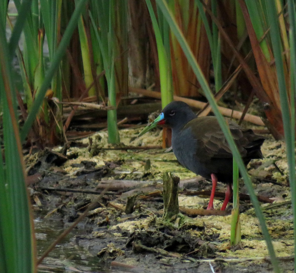 Plumbeous Rail - ML638967877