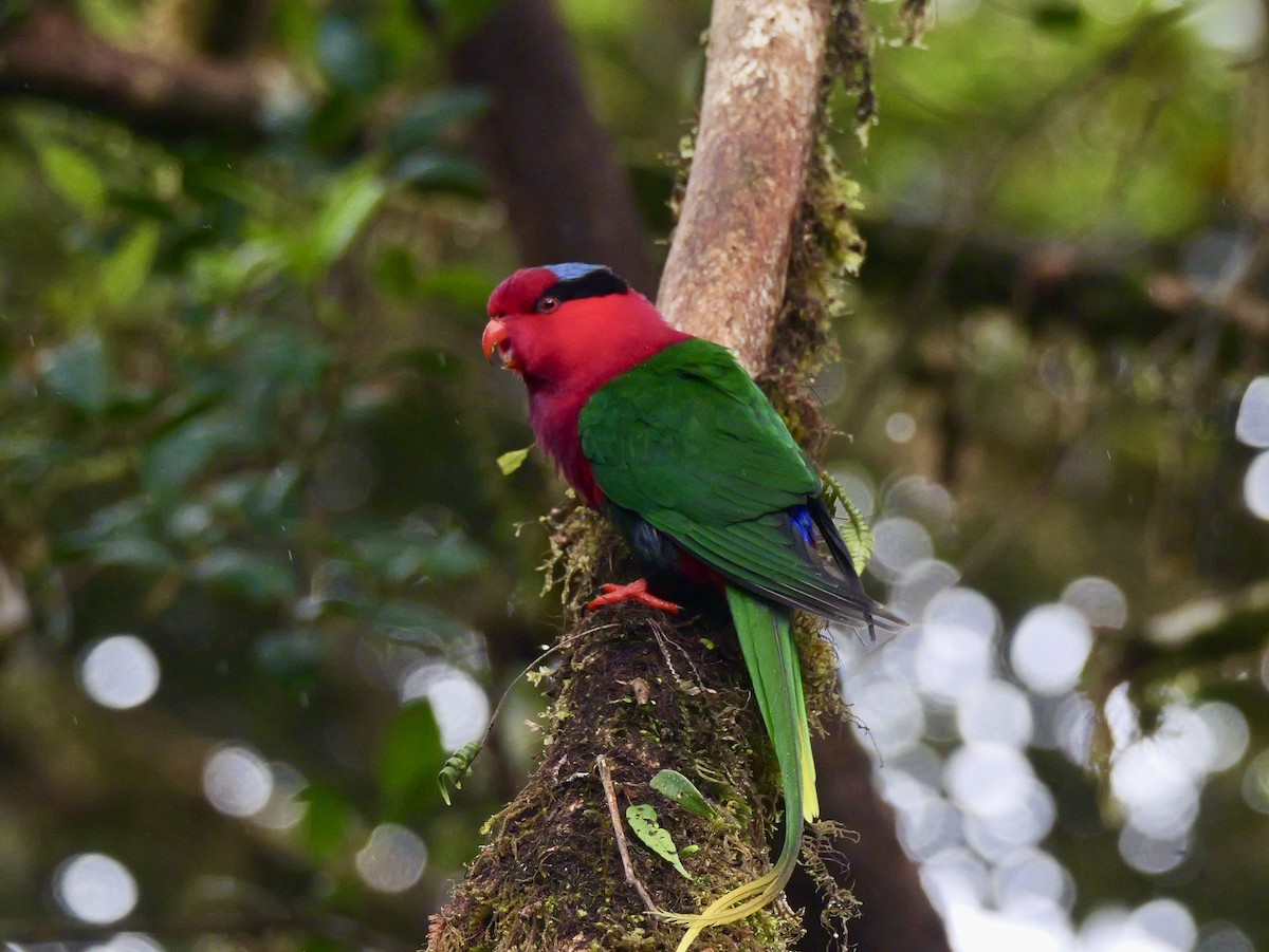 Stella's Lorikeet - ML638967878