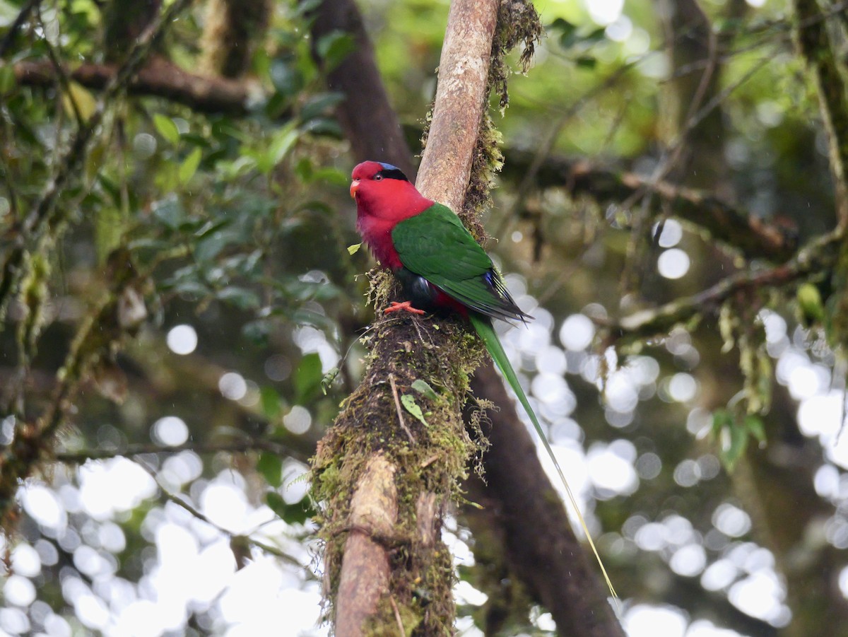 Stella's Lorikeet - ML638967879