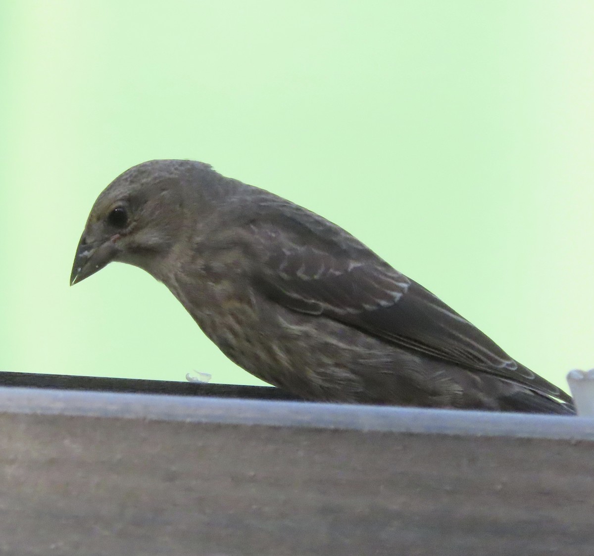Brown-headed Cowbird - ML638967880