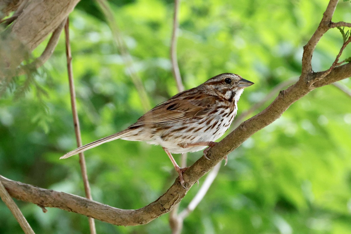 Song Sparrow - ML638967883