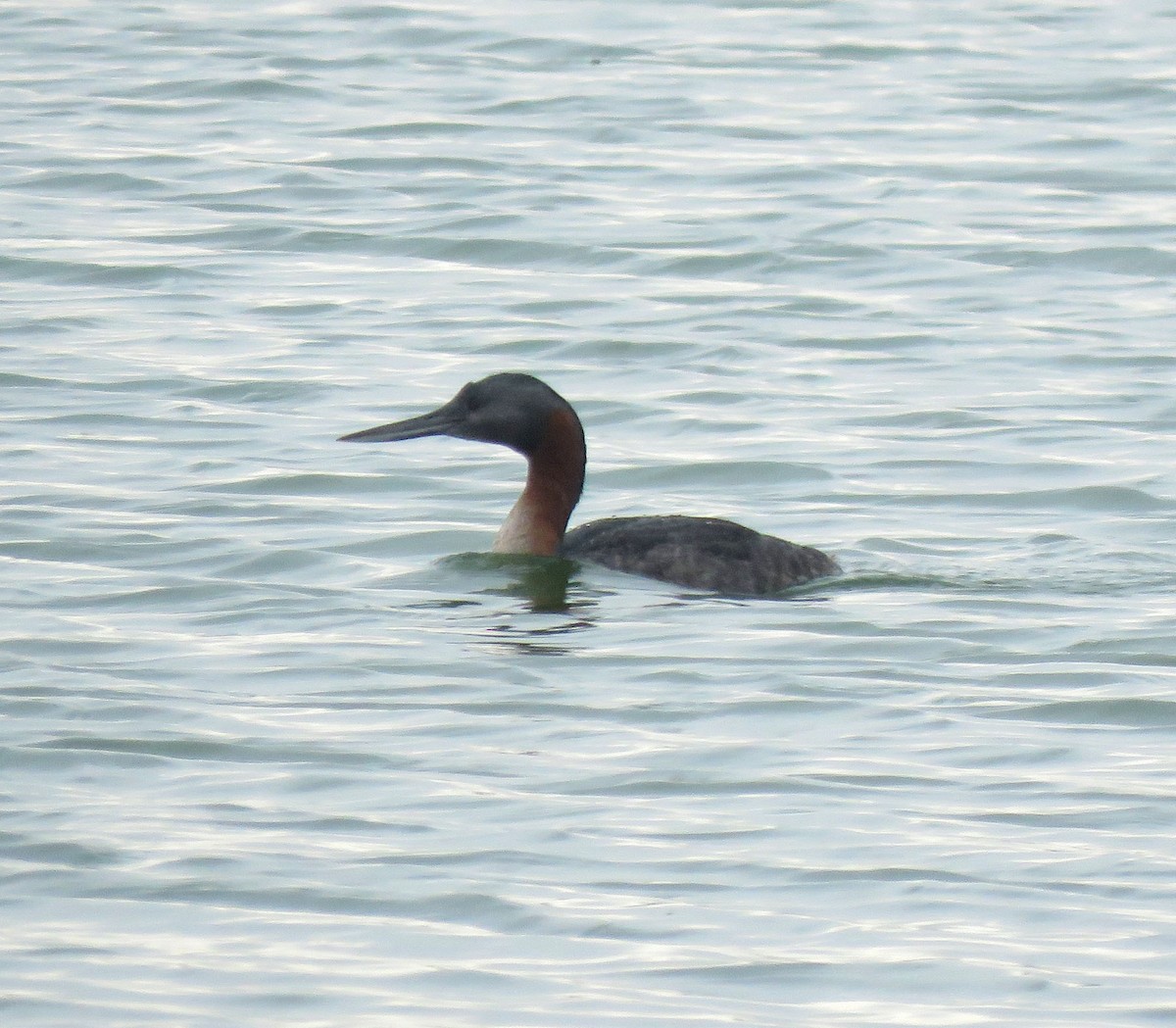 Great Grebe - ML638967887
