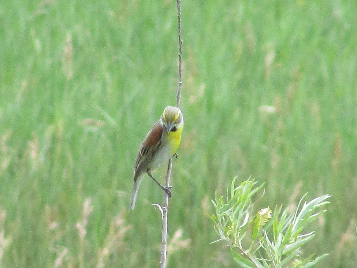 Dickcissel d'Amérique - ML638967919