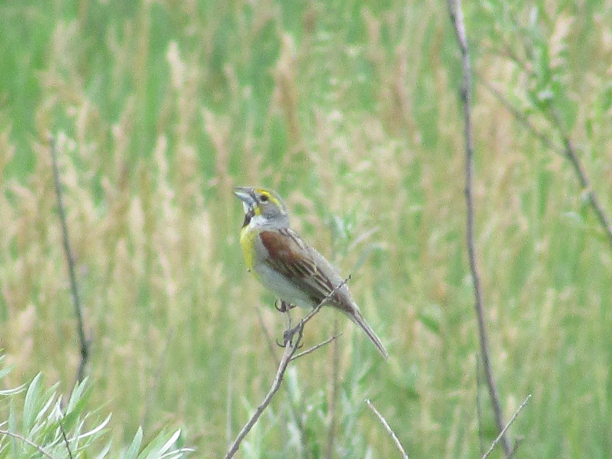 Dickcissel d'Amérique - ML638967920