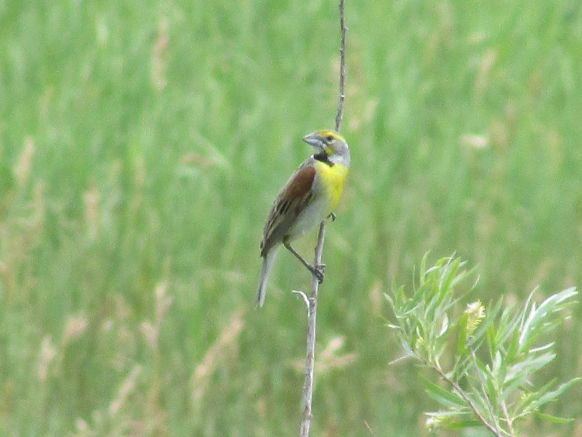 Dickcissel d'Amérique - ML638967921