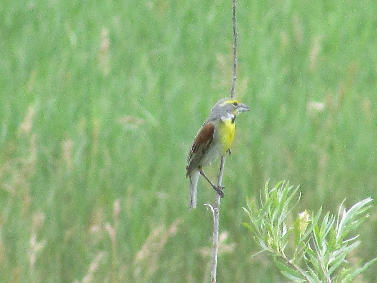 Dickcissel d'Amérique - ML638967922