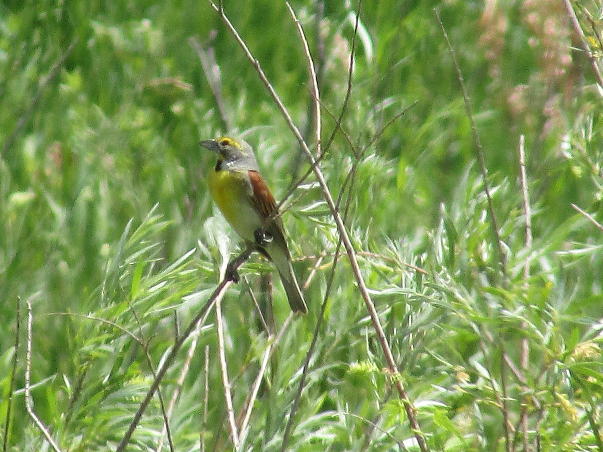 Dickcissel d'Amérique - ML638967924