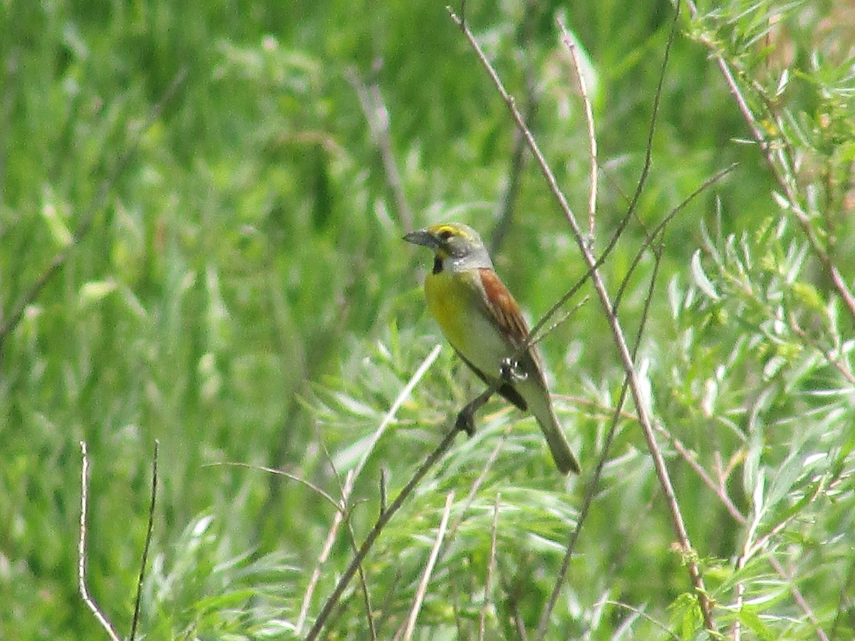 Dickcissel d'Amérique - ML638967925
