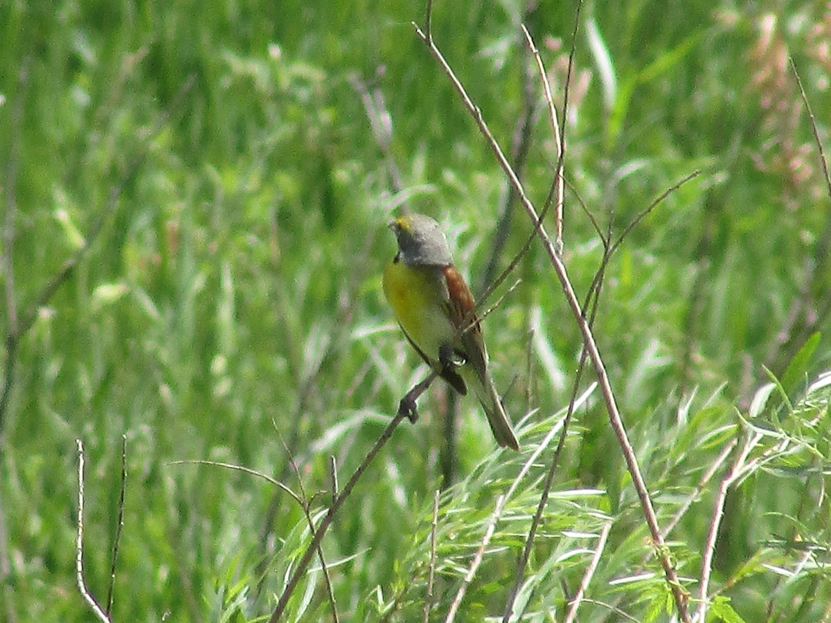 Dickcissel d'Amérique - ML638967926