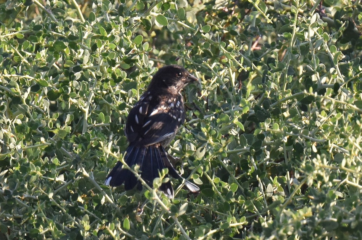 Spotted Towhee - ML638967935