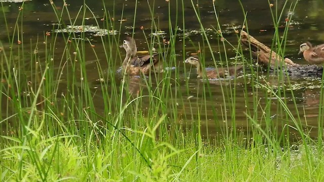 Wood Duck - ML638967937