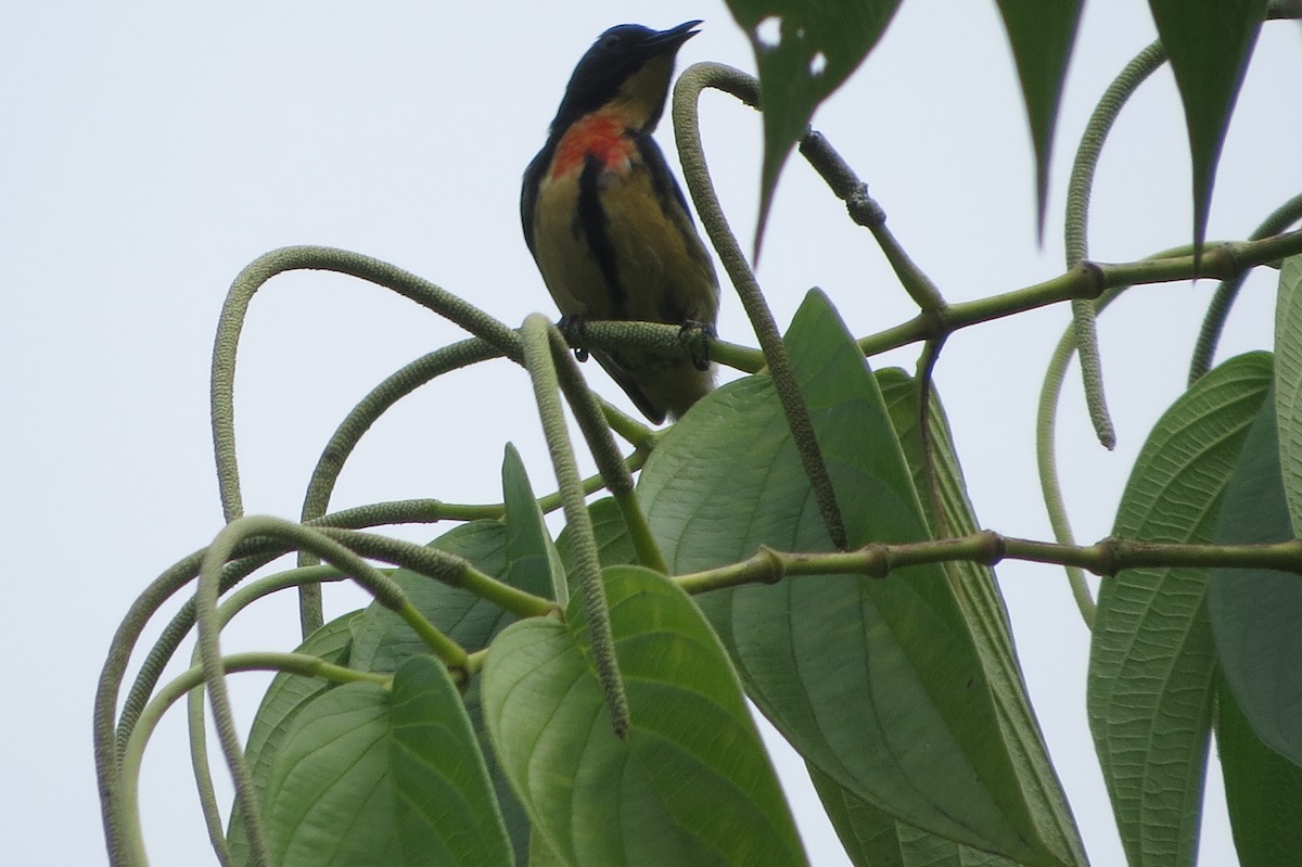 Fire-breasted Flowerpecker - ML638967959