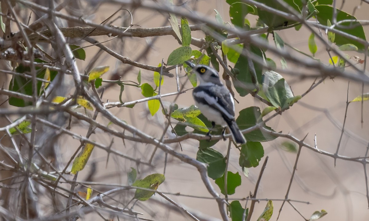 Pygmy Batis - ML638967983