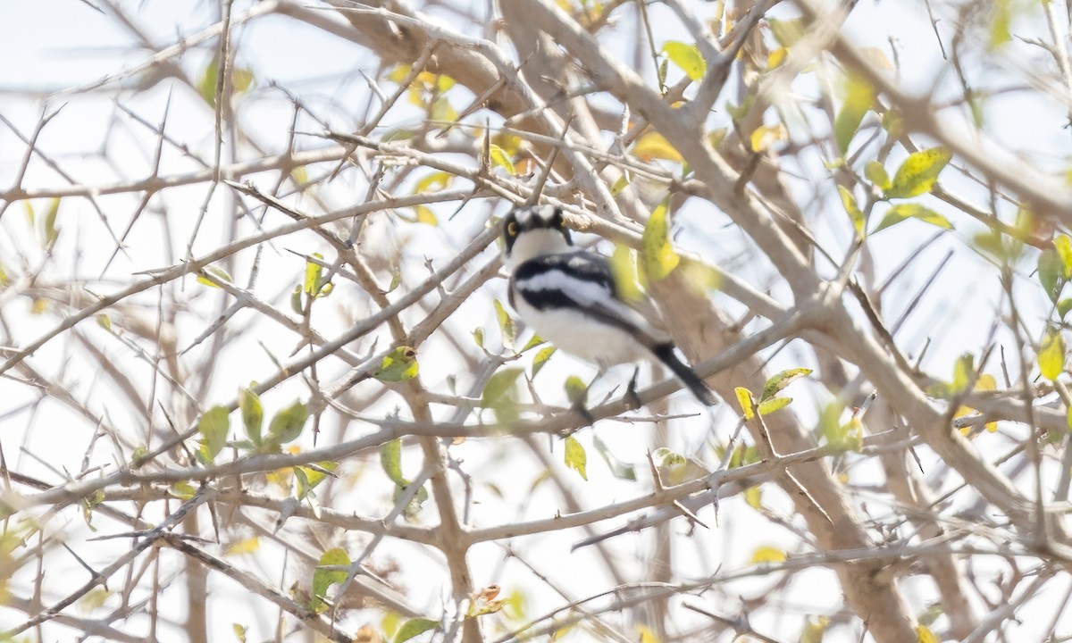 Pygmy Batis - ML638967985