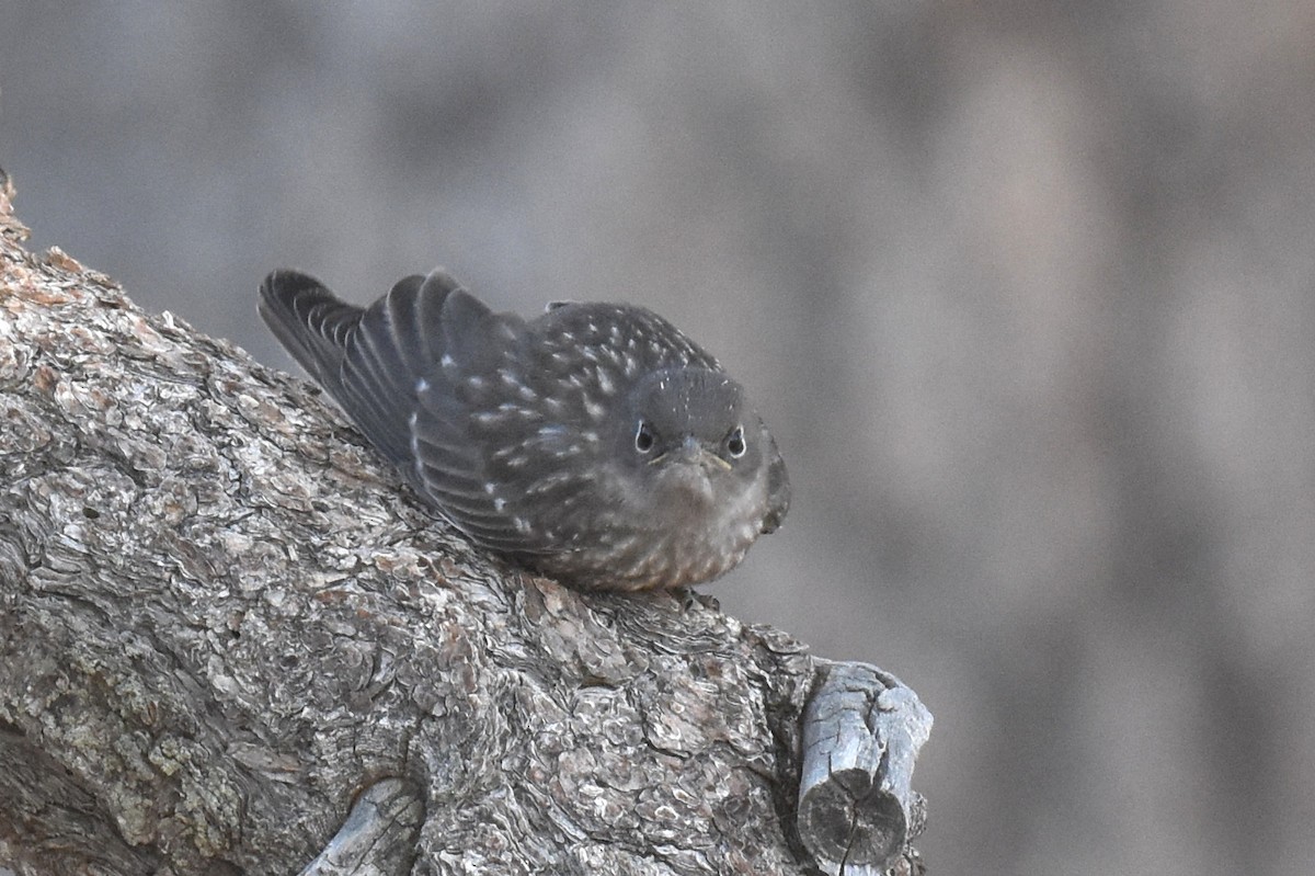 Western Bluebird - ML638967993
