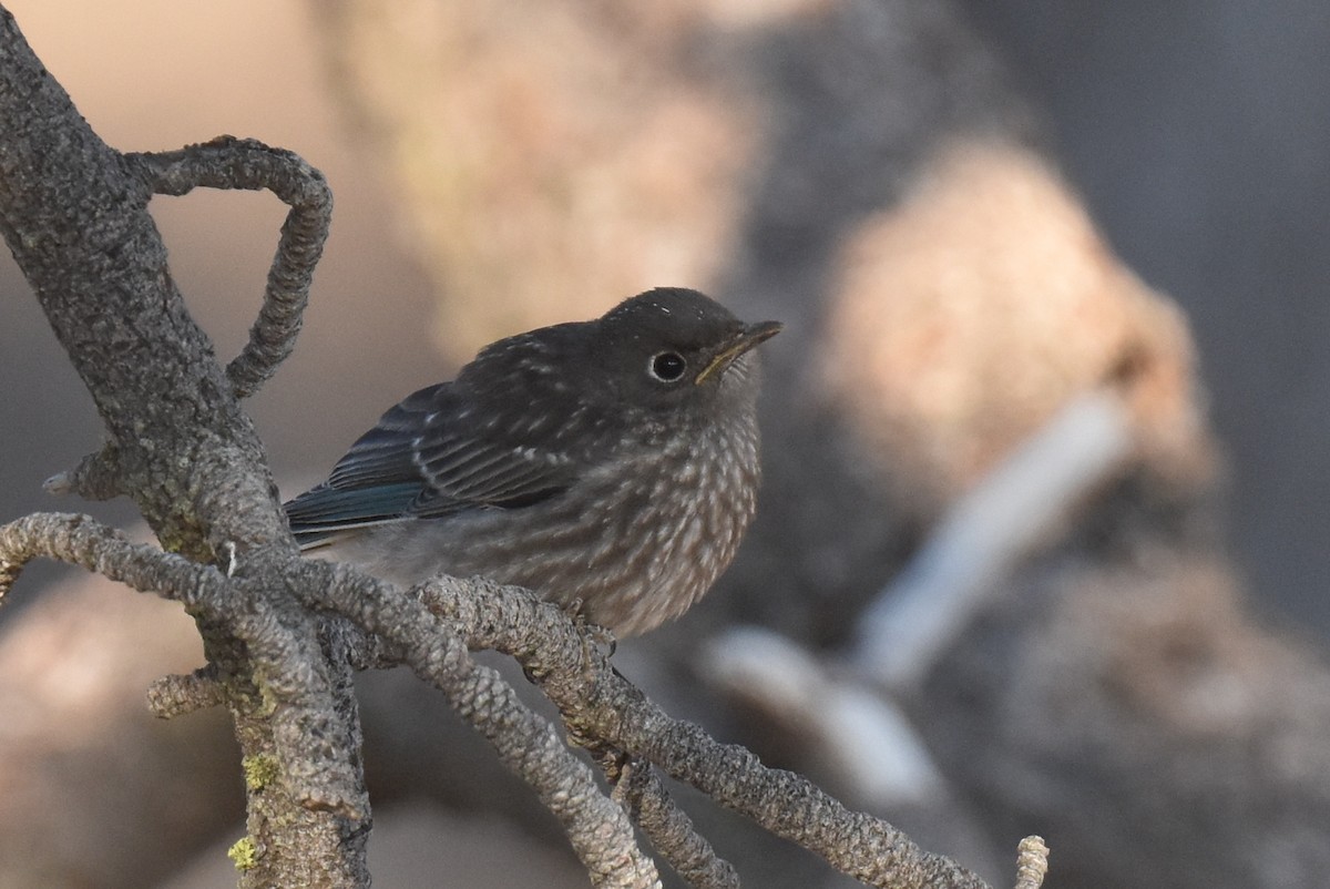 Western Bluebird - ML638967994