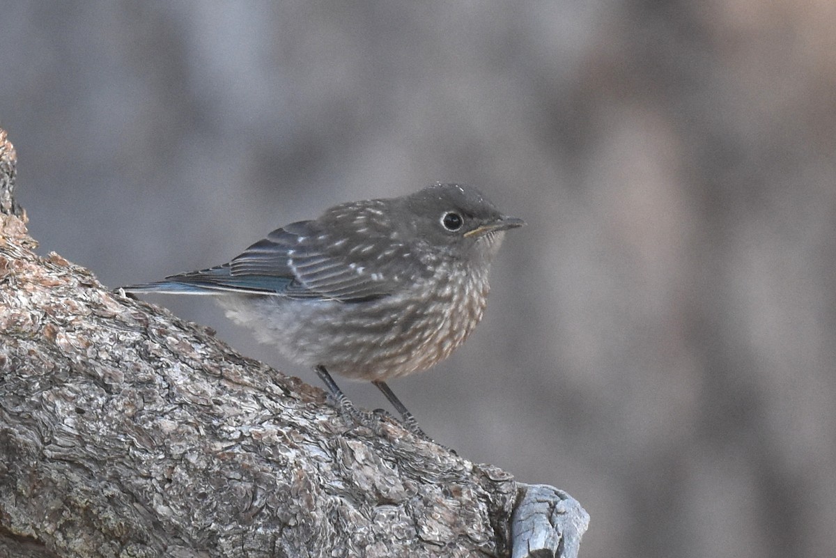Western Bluebird - ML638967995