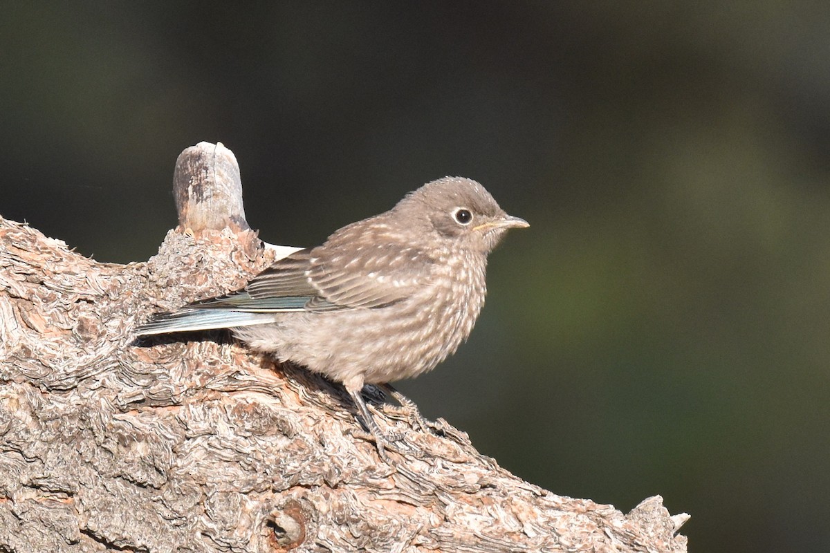 Western Bluebird - ML638967996