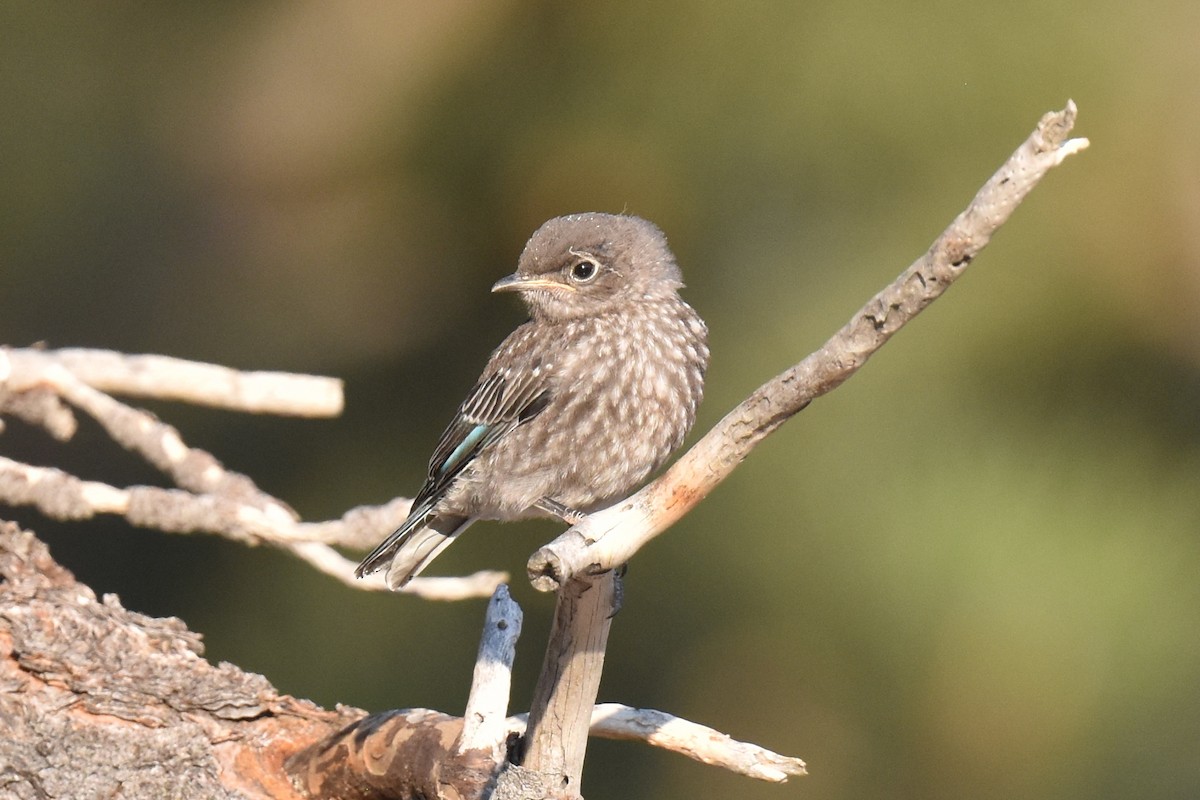 Western Bluebird - ML638967997