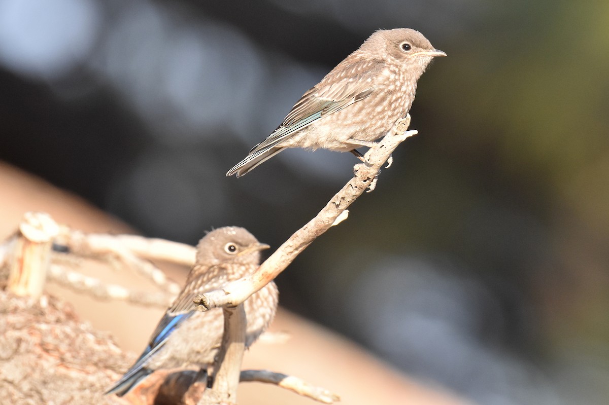 Western Bluebird - ML638967998