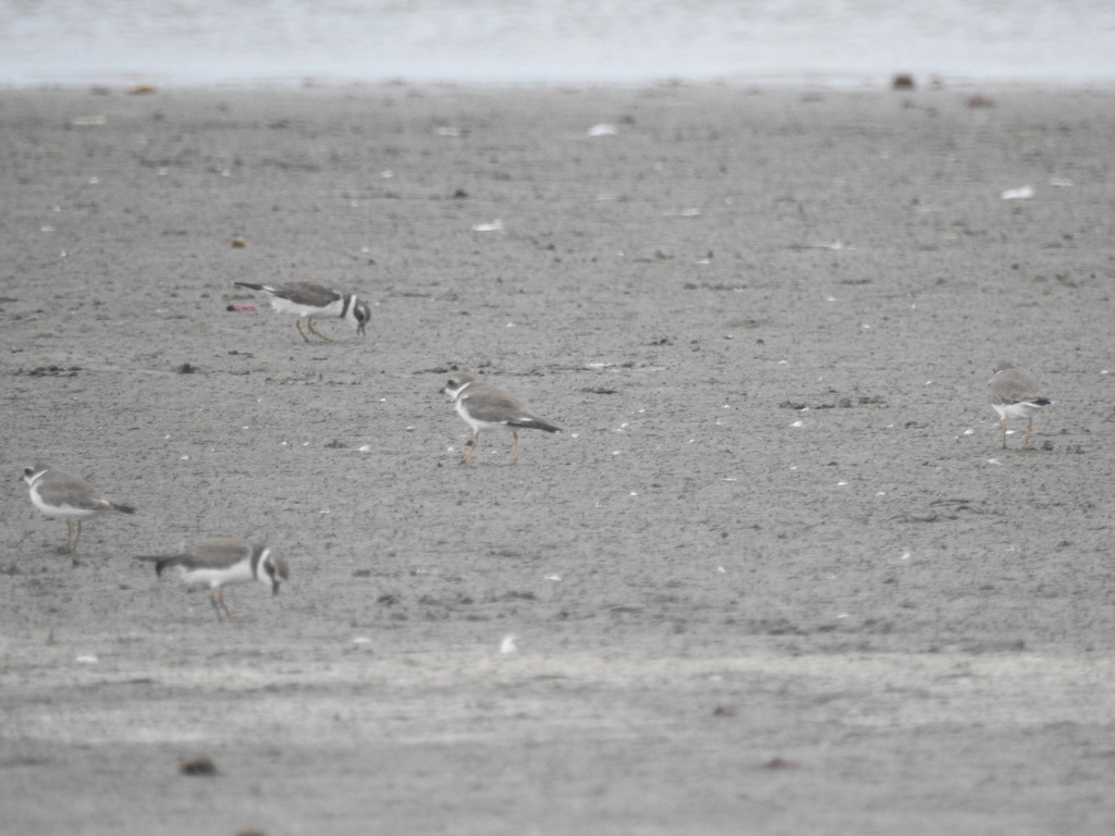 Semipalmated Plover - ML638968002