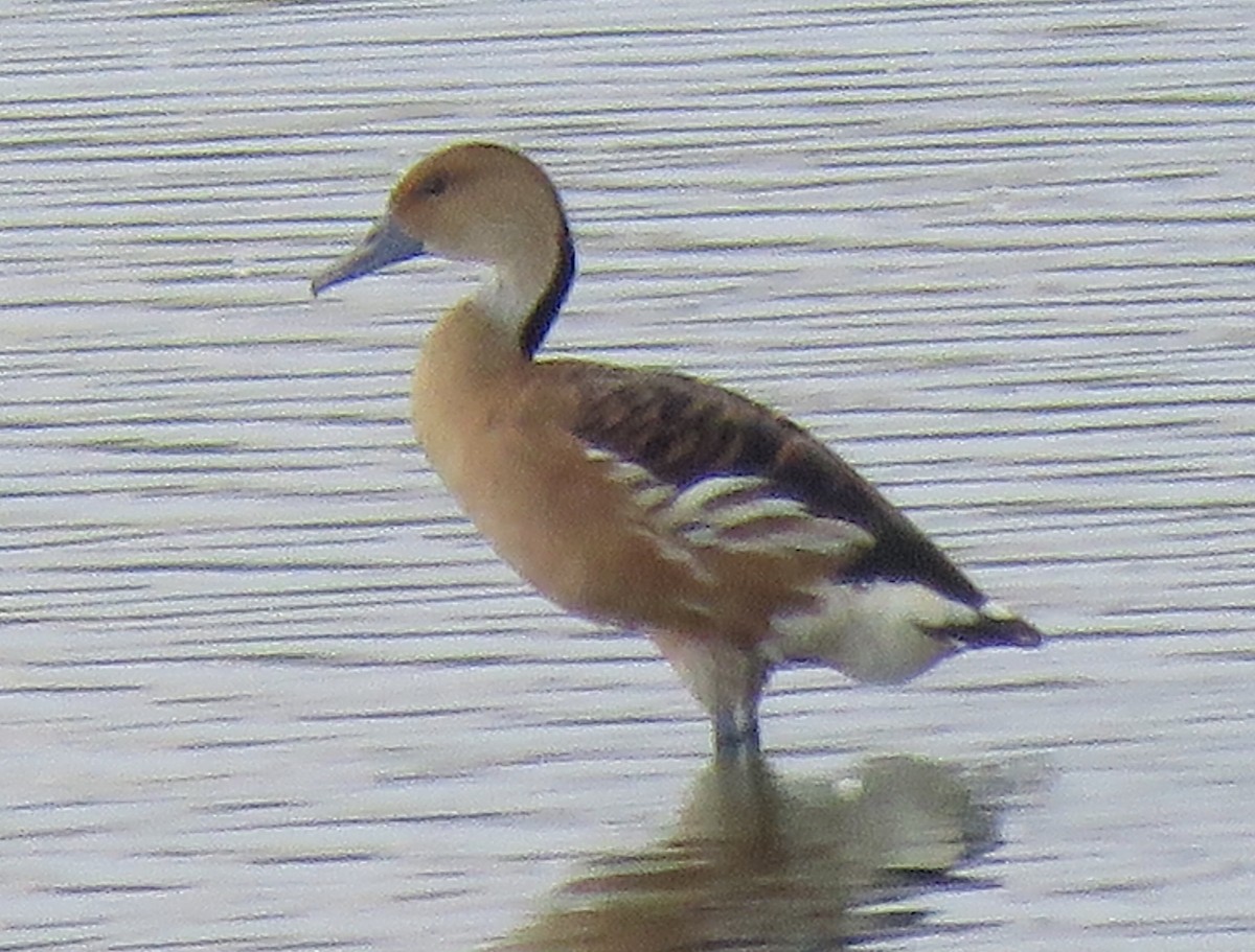 Fulvous Whistling-Duck - ML638968004