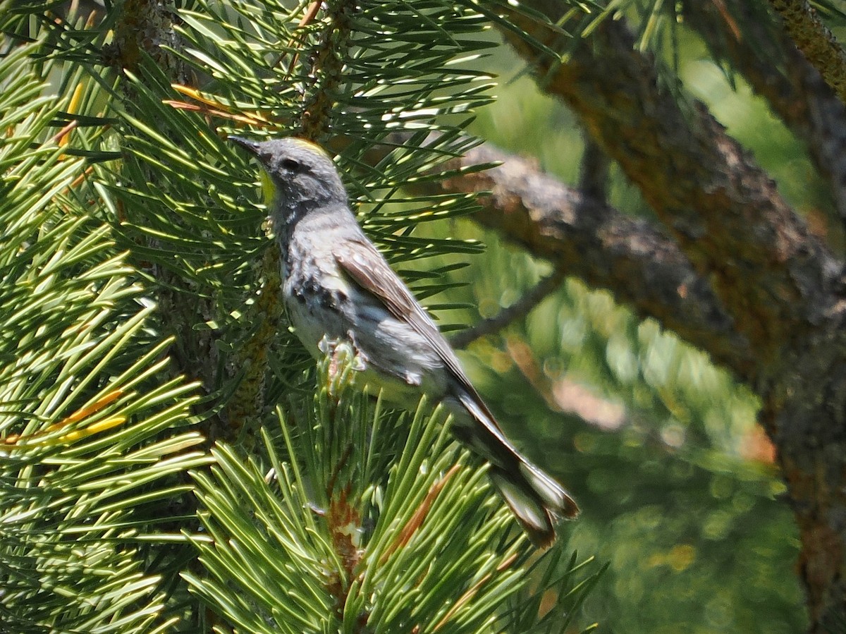 Yellow-rumped Warbler - ML638968029