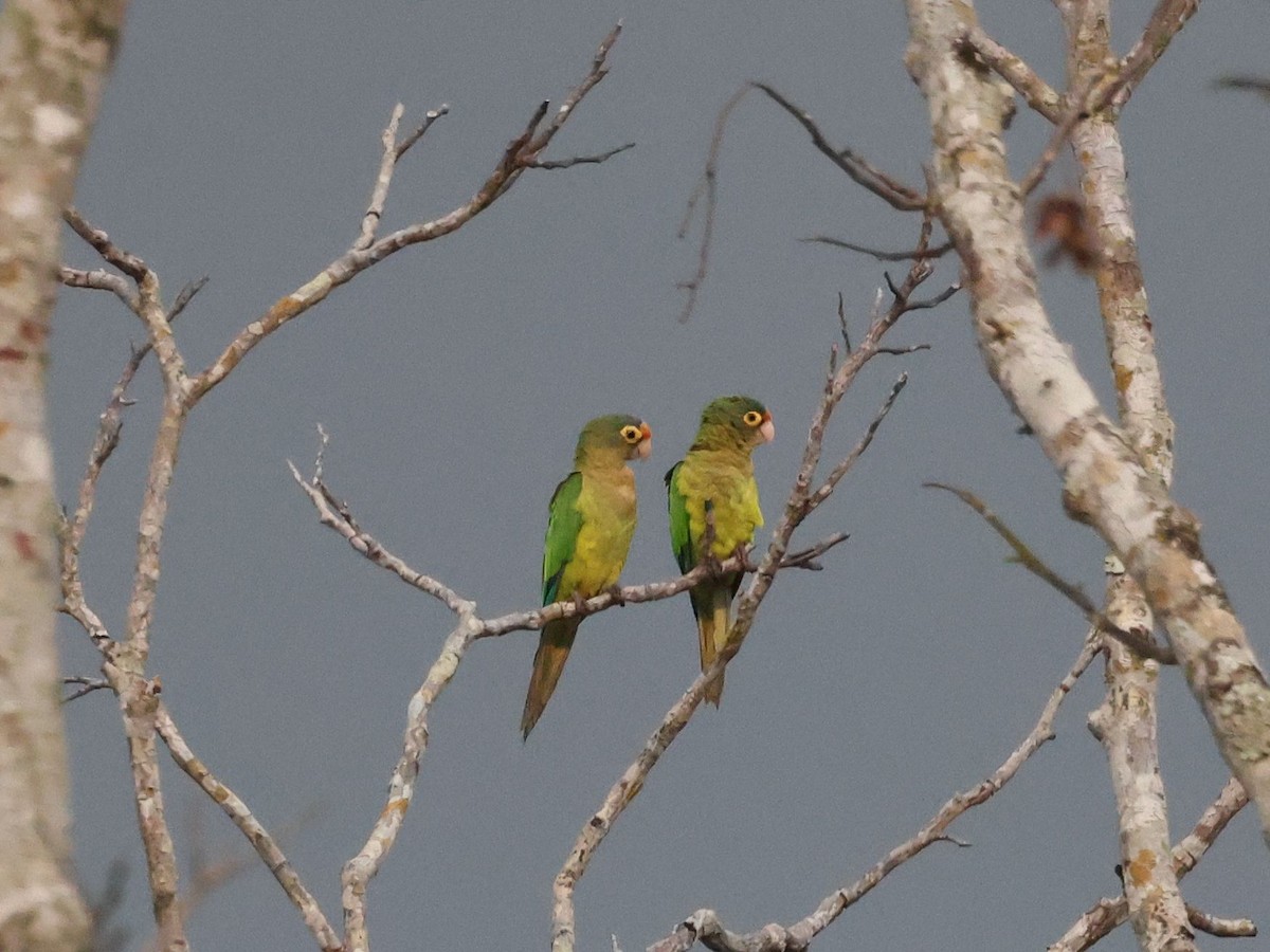 Orange-fronted Parakeet - ML638968089