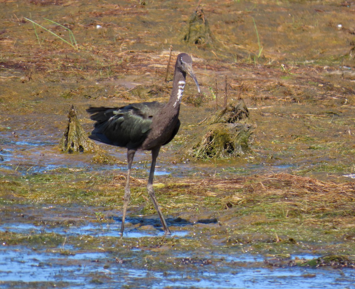Glossy Ibis - ML638968091