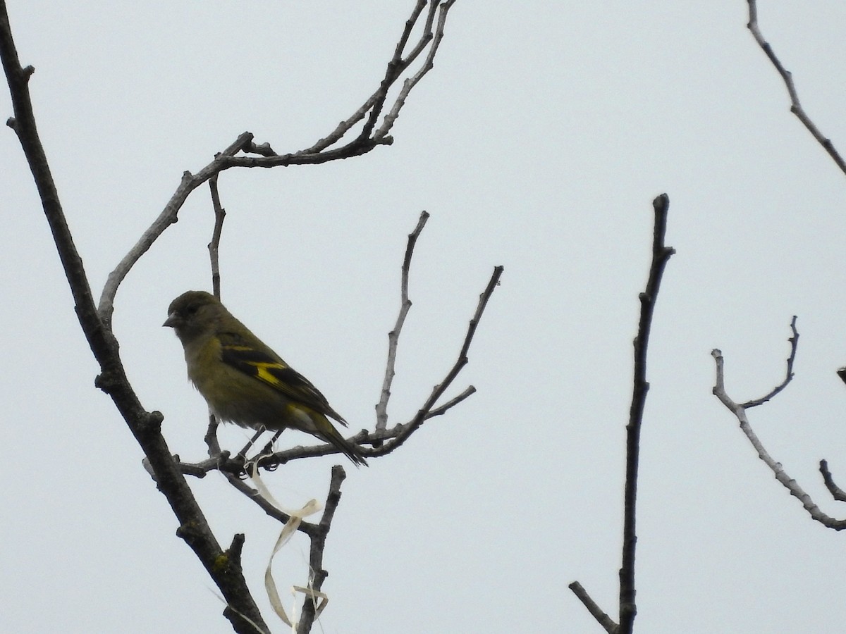 Andean Siskin - ML638968096