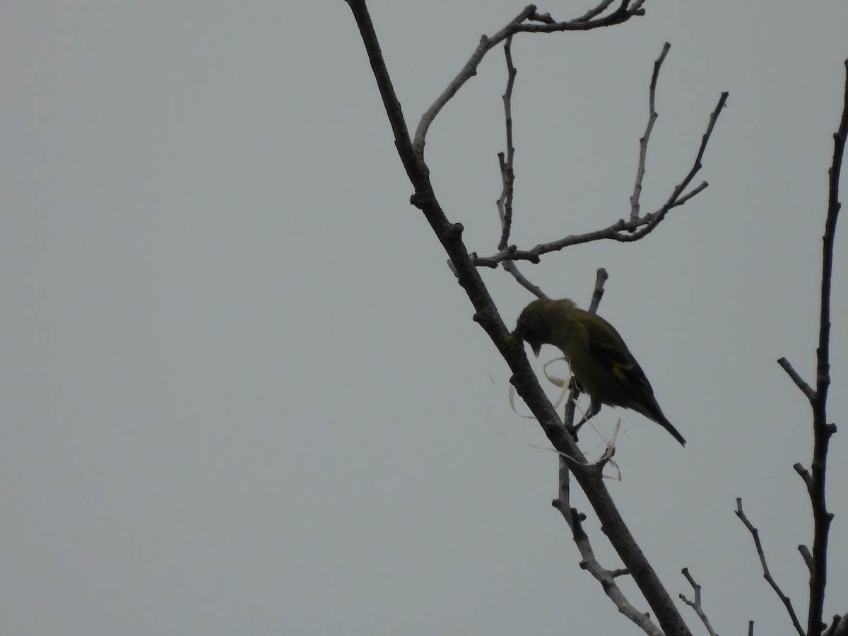 Andean Siskin - ML638968216