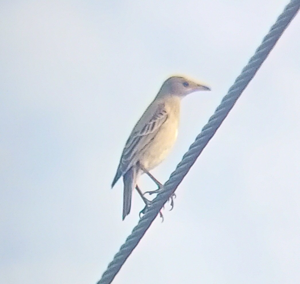 粉紅椋鳥 - ML638968229