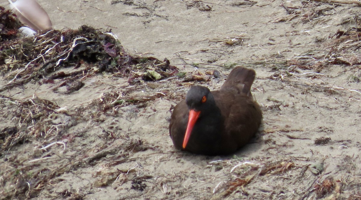 Black Oystercatcher - ML638968256
