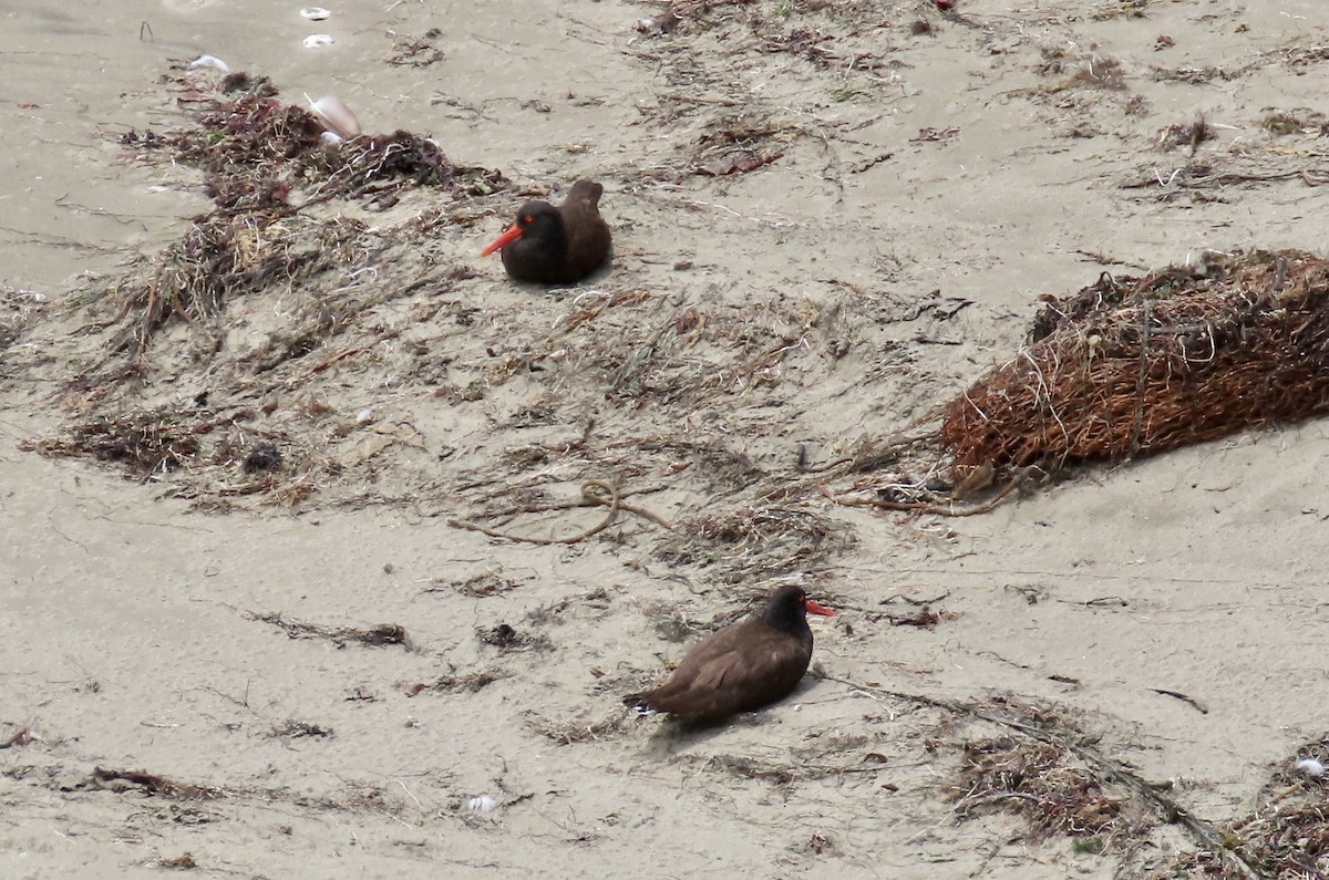 Black Oystercatcher - ML638968258