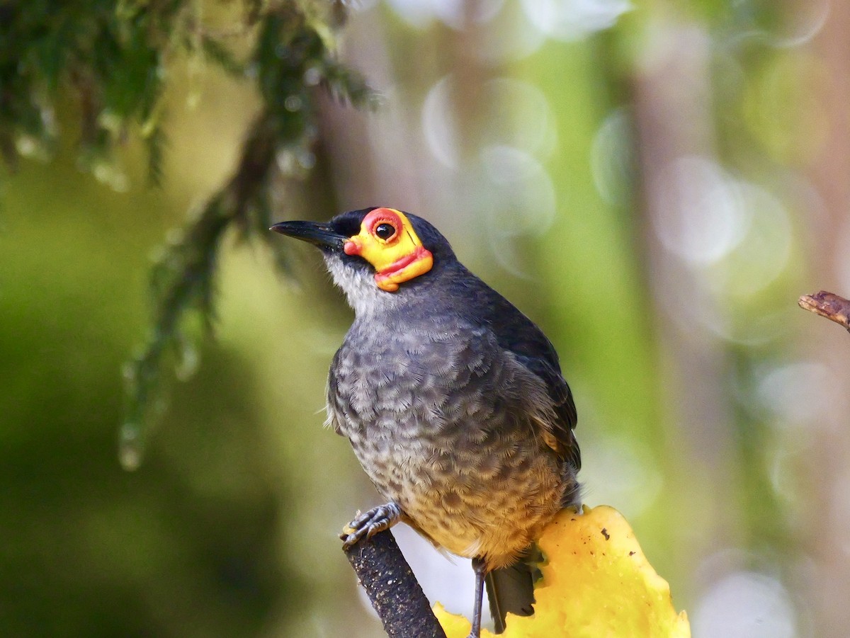 Smoky Honeyeater - ML638968261