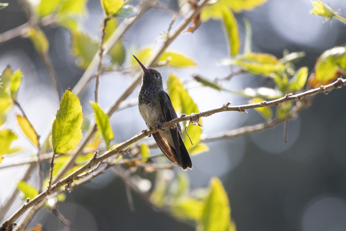 Glittering-throated Emerald - ML638968296