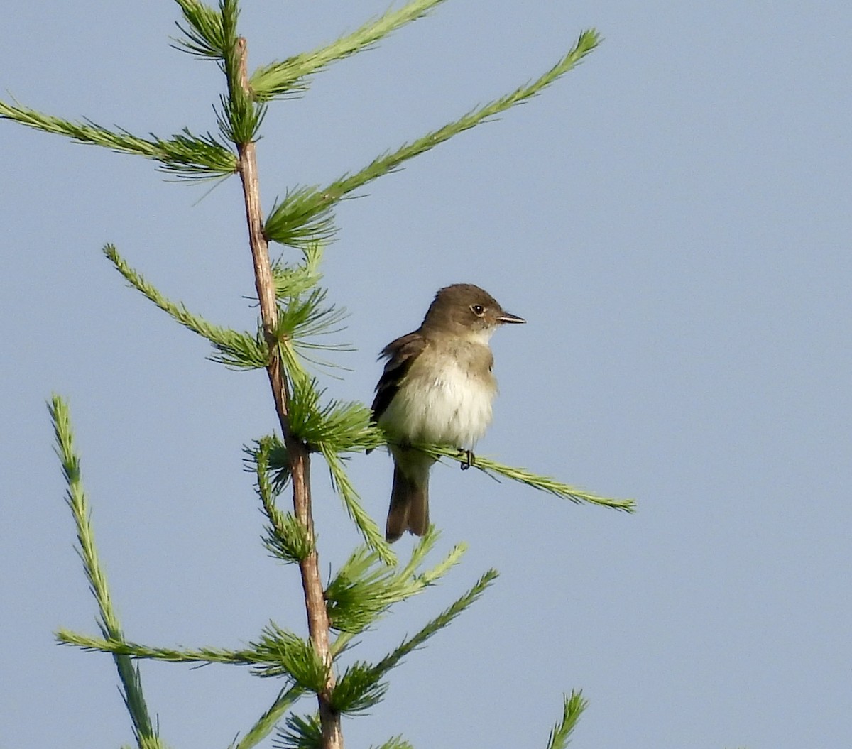 Alder Flycatcher - ML638968339