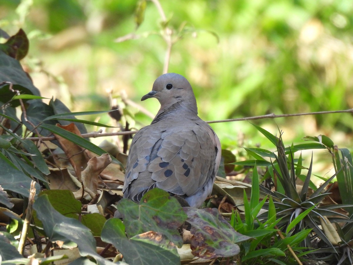 Eared Dove - ML638968361