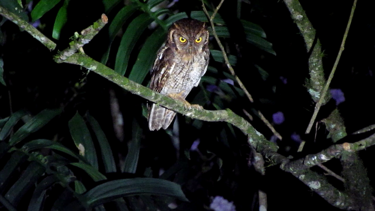 Tropical Screech-Owl - ML638968364
