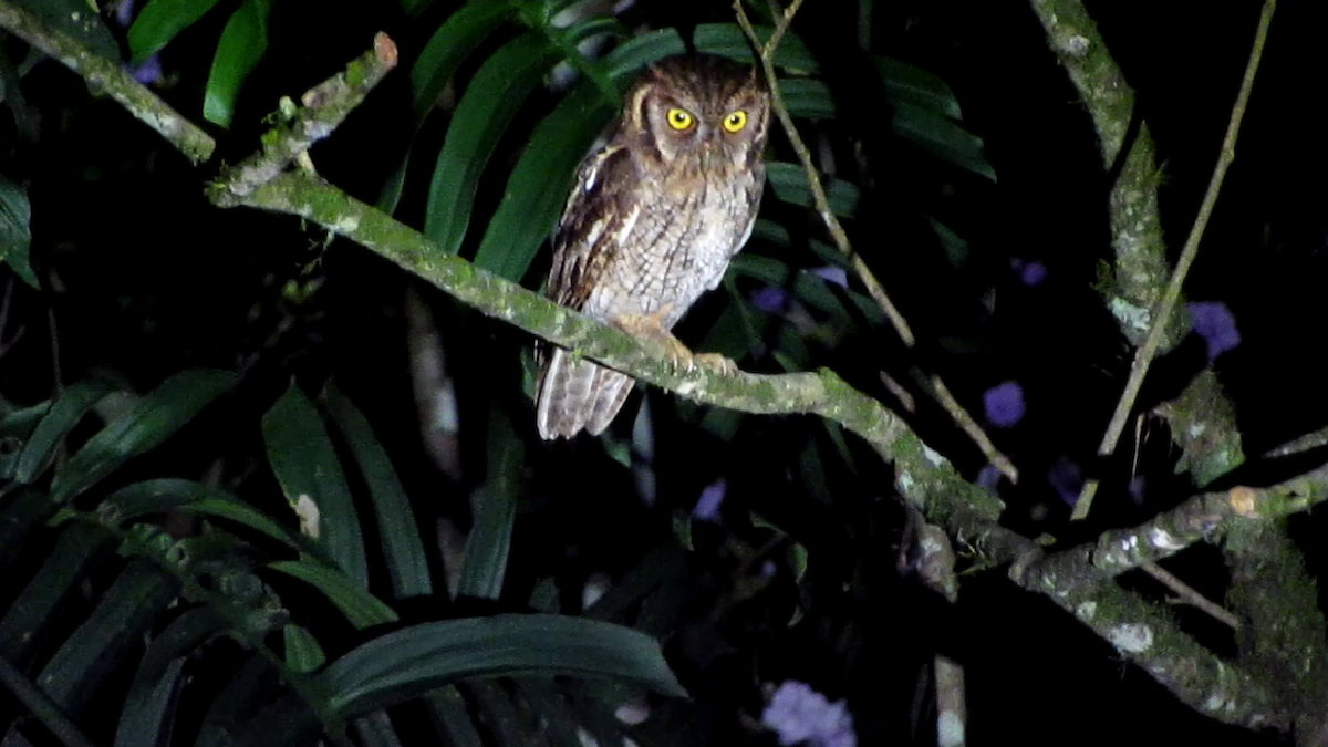 Tropical Screech-Owl - ML638968365