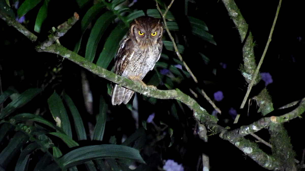 Tropical Screech-Owl - ML638968366