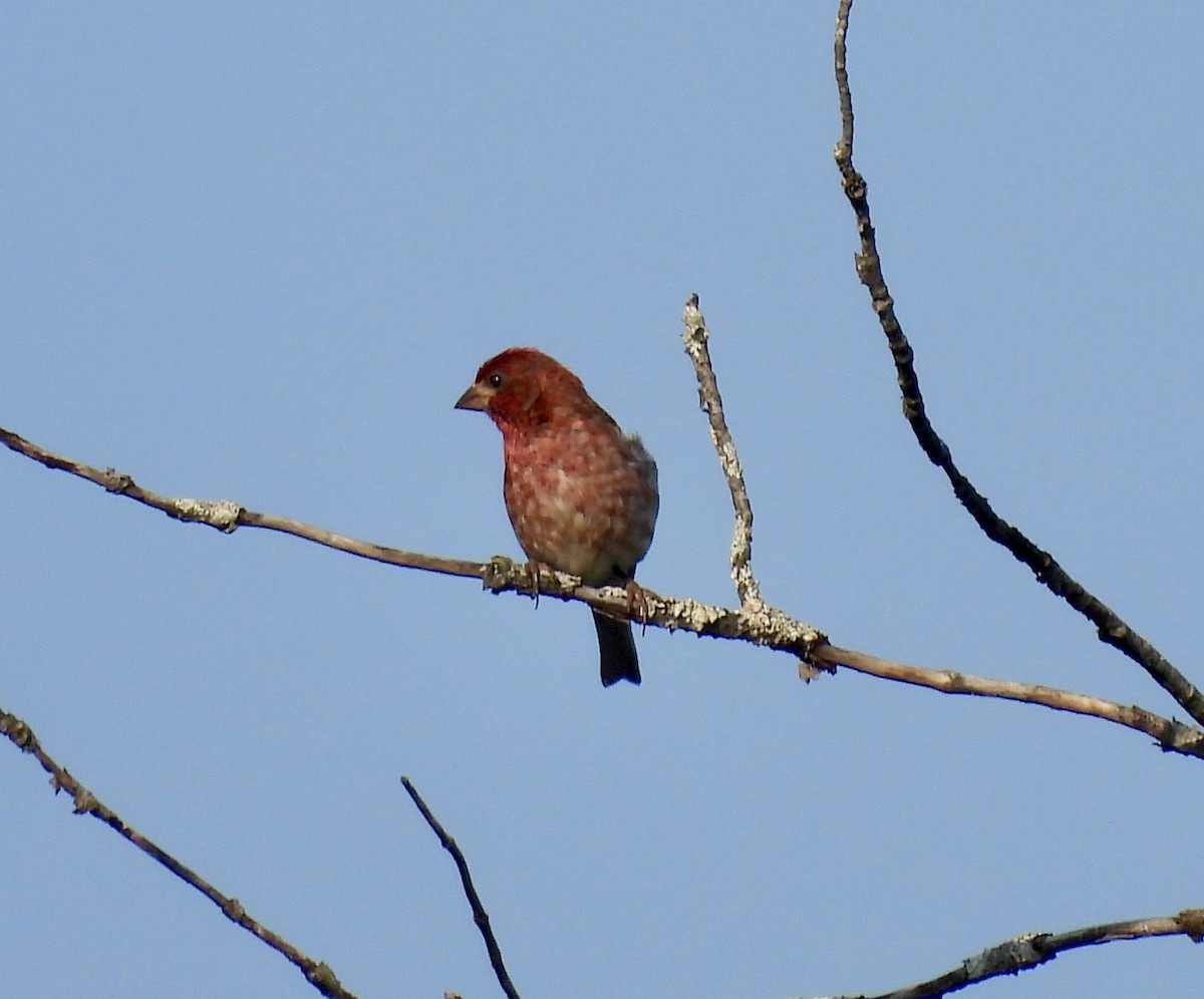 Purple Finch - ML638968370