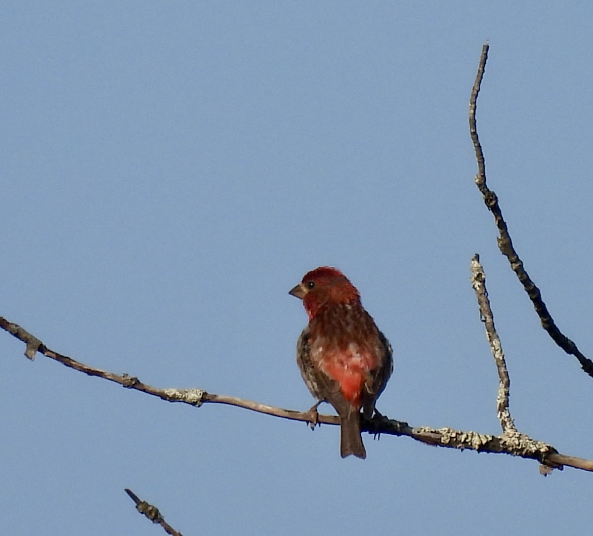 Purple Finch - ML638968371