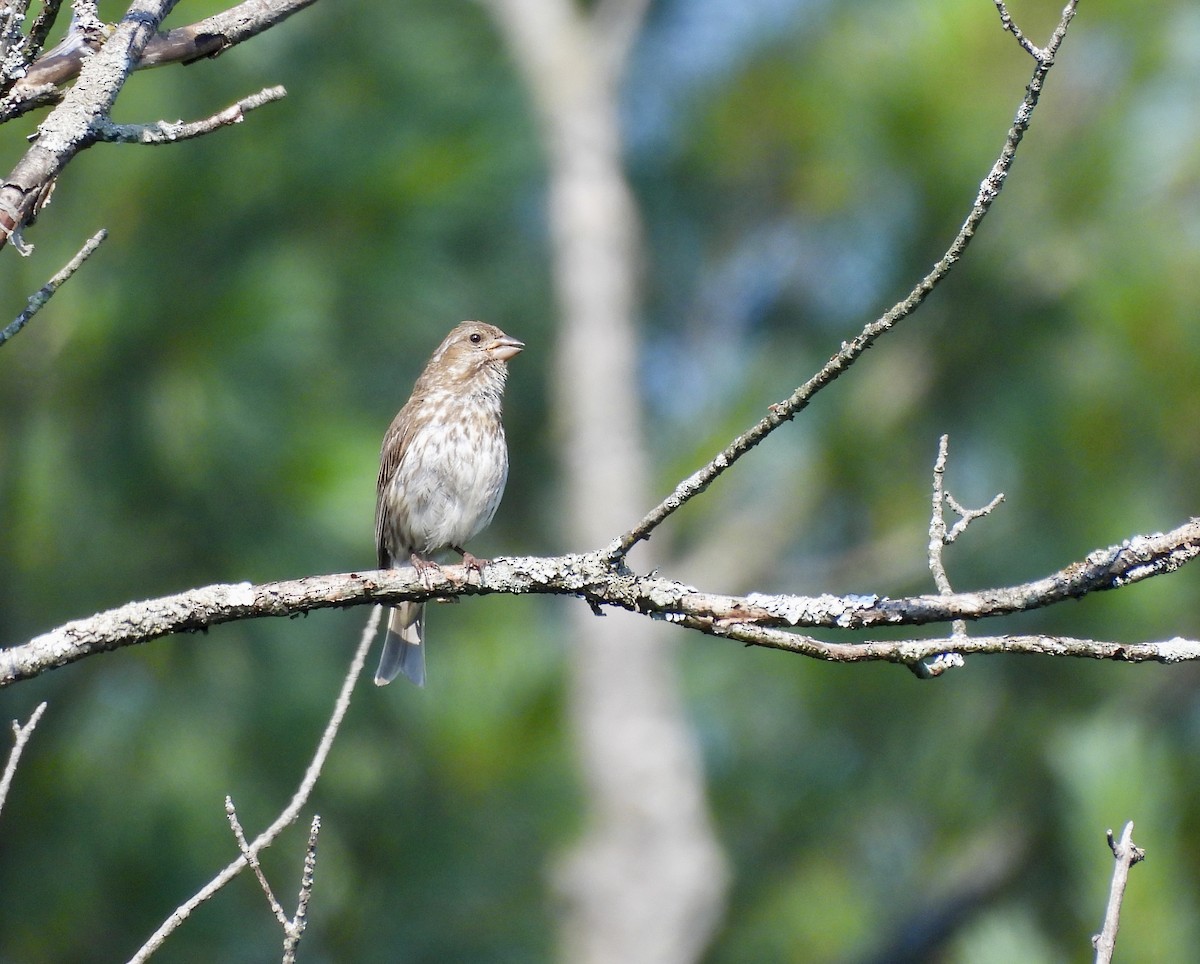 Purple Finch - ML638968373