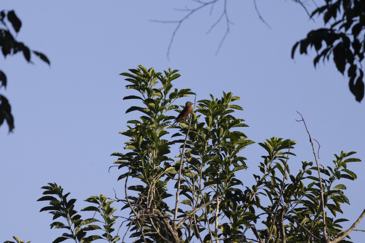 Moucherolle hirondelle - ML638968391