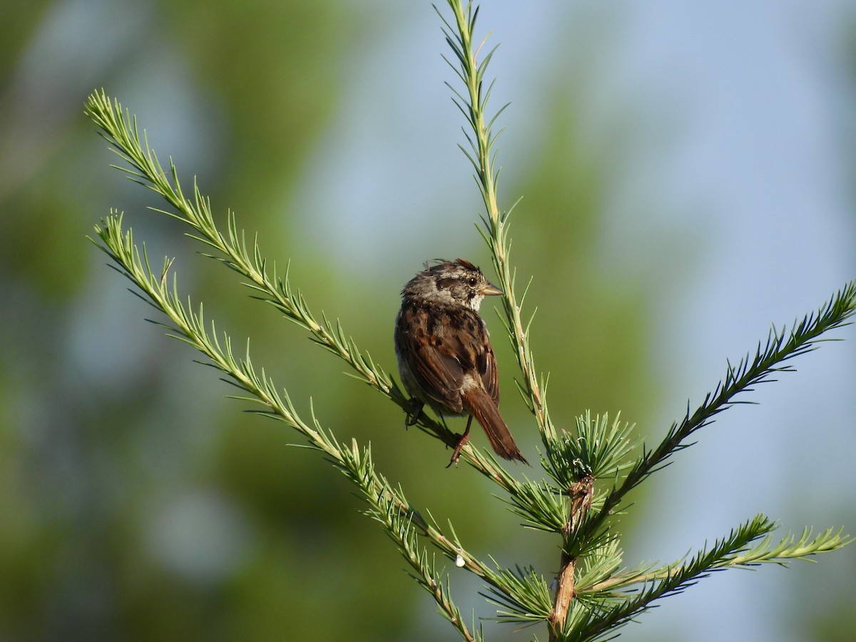 Swamp Sparrow - ML638968404