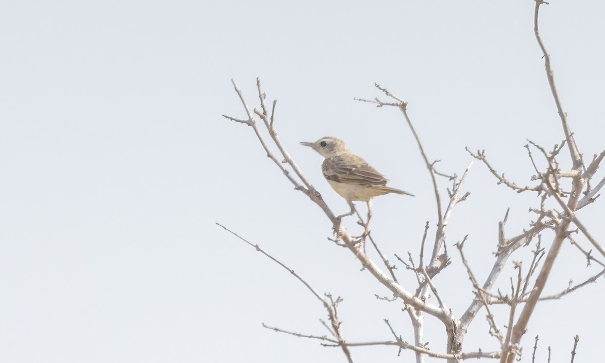 Pipit doré - ML638968413