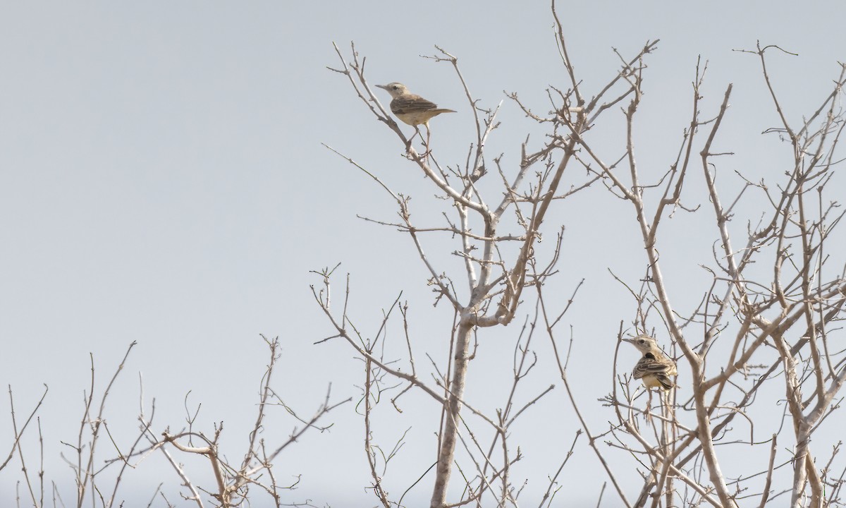 Pipit doré - ML638968415