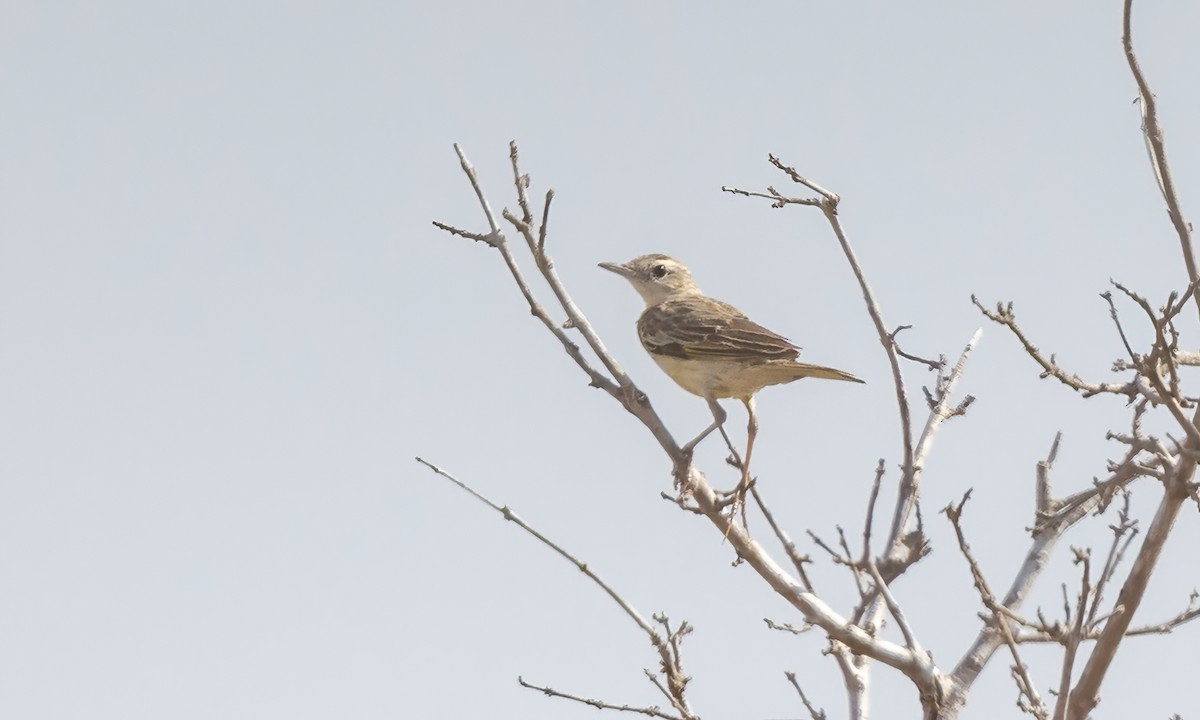 Pipit doré - ML638968416