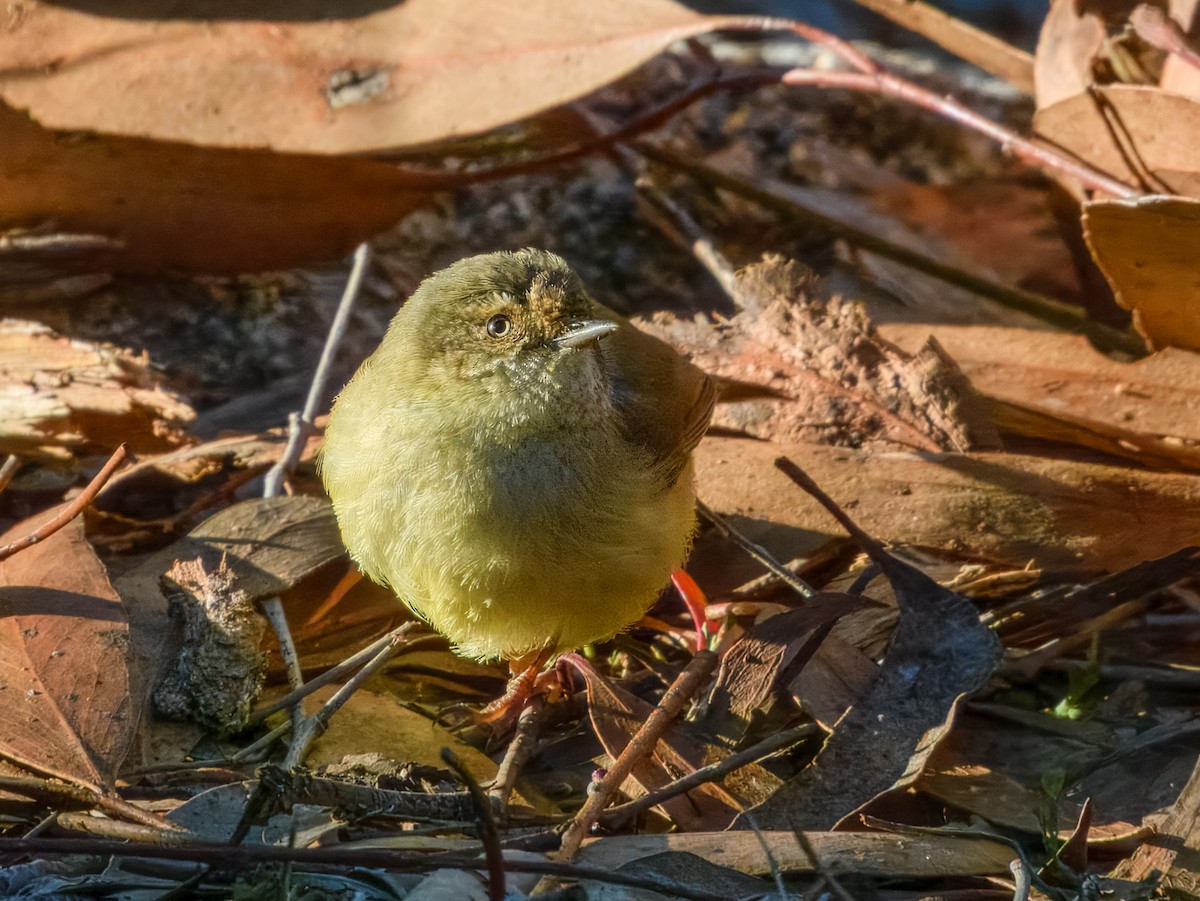 Buff-rumped Thornbill - ML638968451